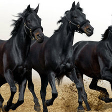 Схема вышивки «черные кони»