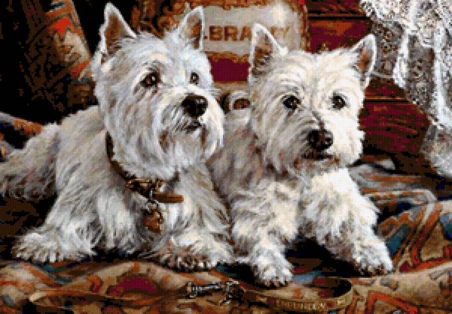 Сладкая парочка - собаки, любимцы, животные, терьеры - предпросмотр