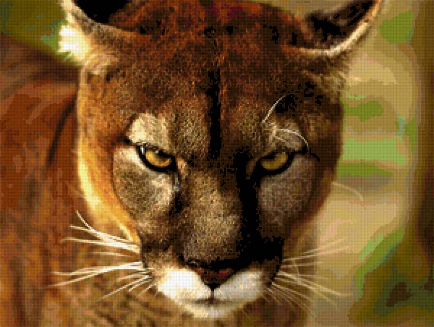 Пума - пума, дикие кошки, горный лев, коты - предпросмотр