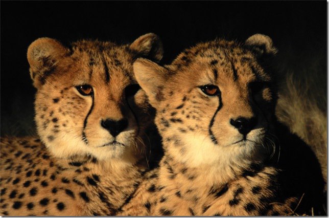 гепарды - животные, природа, дикие кошки, гепард - оригинал