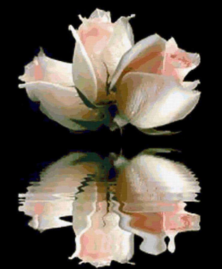 №249542 - отражение, цветы, розы - предпросмотр