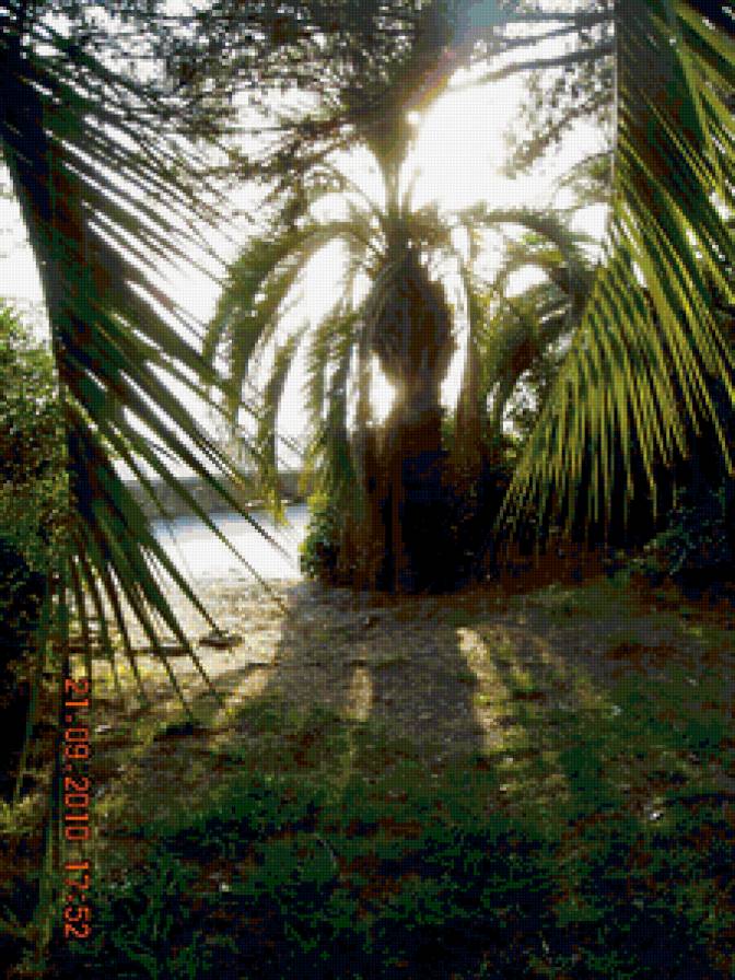 пальма - природа - предпросмотр