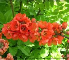 Схема вышивки «№249577»