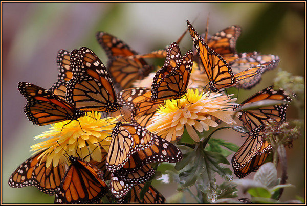 Бабочки и цветы - цветы, бабочки, картина - оригинал