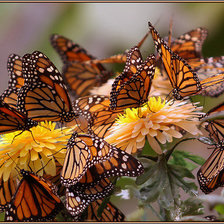 Оригинал схемы вышивки «Бабочки и цветы» (№249583)