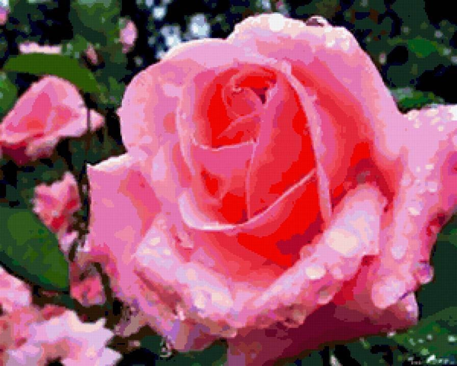 №249584 - цветы, розы - предпросмотр