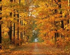 Схема вышивки «№249792»