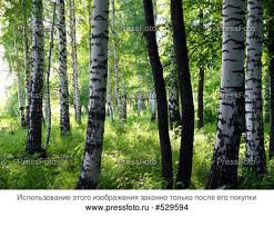 №249820 - лес, пейзаж, березы, природа - оригинал