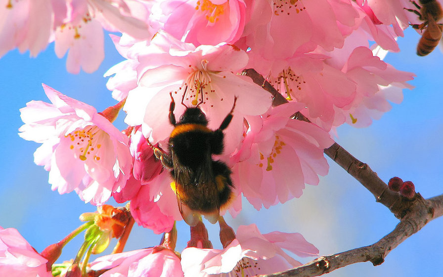 Пчела на цветке - пчела - оригинал