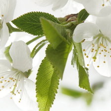 Схема вышивки «Цвет вишни»