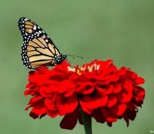 Схема вышивки «бабочки»