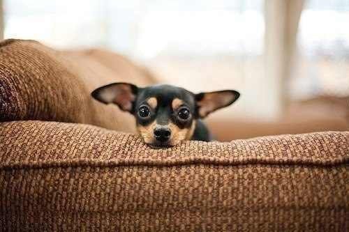 щенок - животное - оригинал