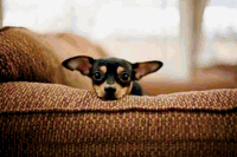 щенок - животное - предпросмотр