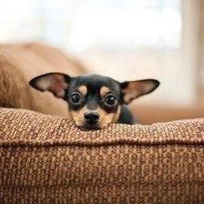 Схема вышивки «щенок»