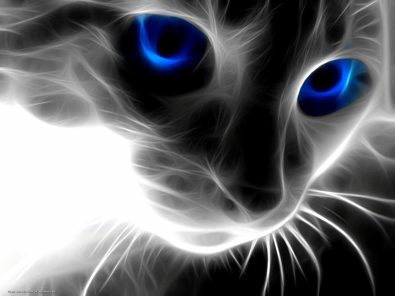кот с голубыми глазами - оригинал