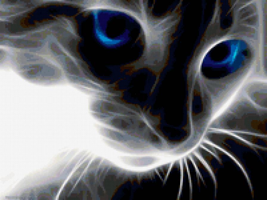 кот с голубыми глазами - предпросмотр