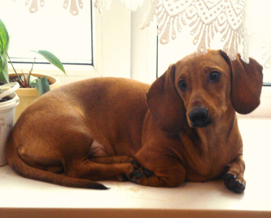 на окне - оригинал