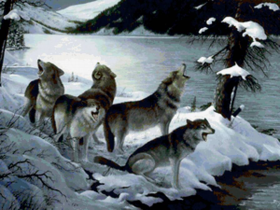 Стая - стая, природа, лес, волки, волк, снег - предпросмотр