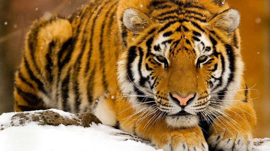 КРАСАВЧИК - оригинал