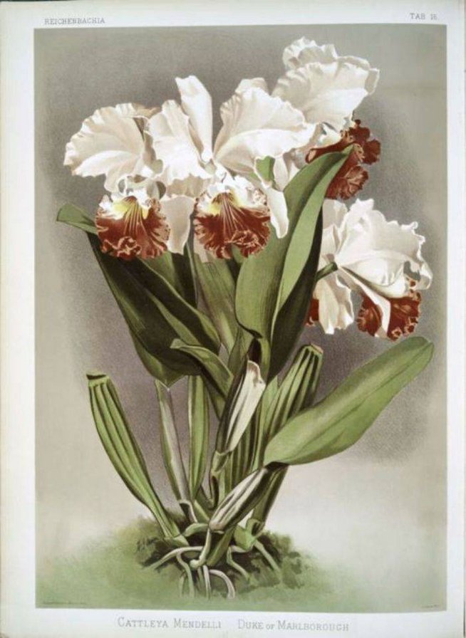 орхидея - цветы орхидея - оригинал