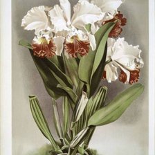 Оригинал схемы вышивки «орхидея» (№251023)