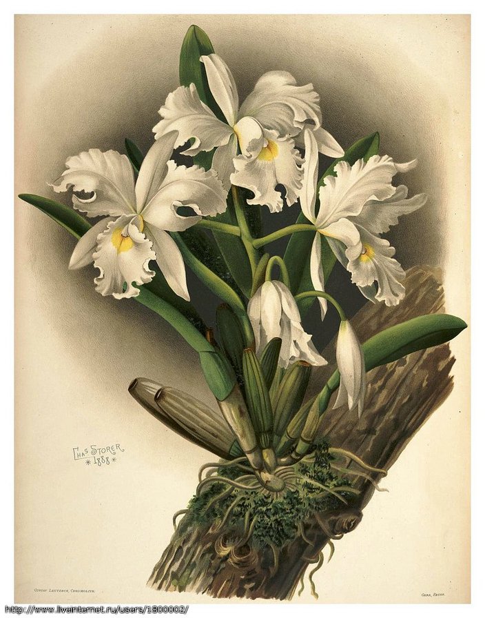 орхидея - цветы орхидея - оригинал