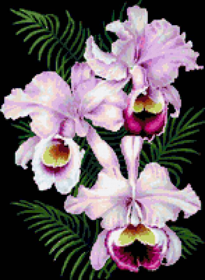 орхидея - цветы орхдеи - предпросмотр