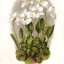 Оригинал схемы вышивки «белые орхидеи» (№251039)