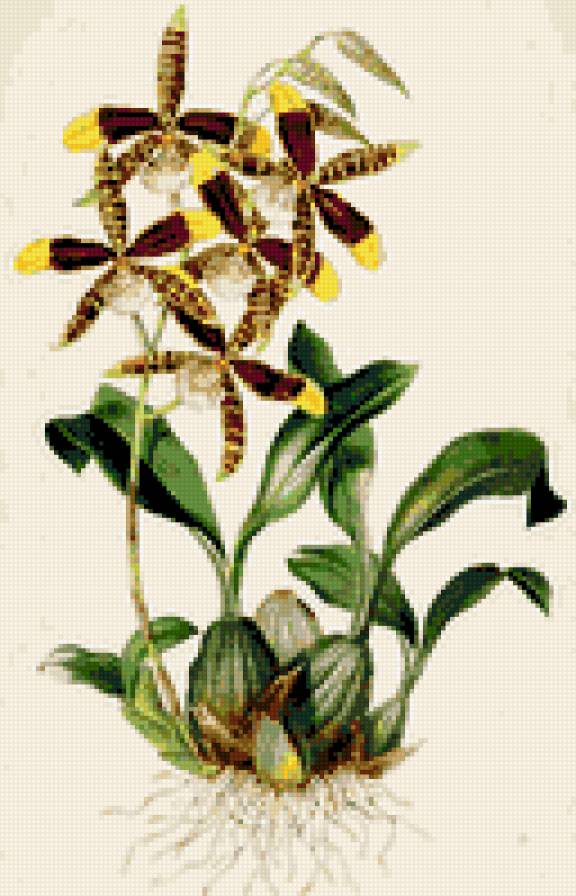 орхидеи - цветы орхидеи - предпросмотр