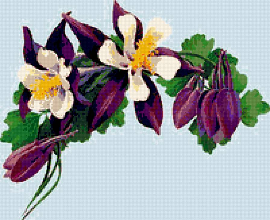 орхидеи - цветы орхидеи - предпросмотр