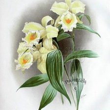 Оригинал схемы вышивки «орхидеи» (№251048)