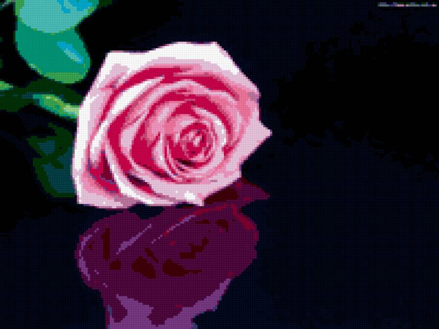 роза - предпросмотр