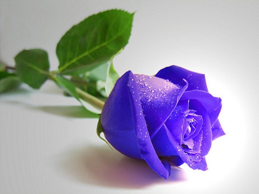 синяя роза - оригинал
