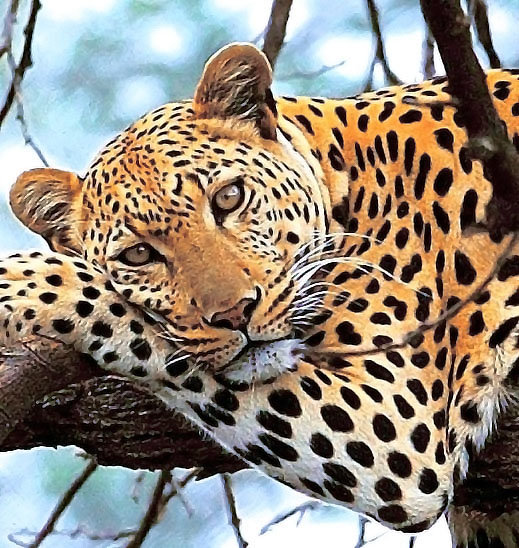 Variant 2 - оригинал