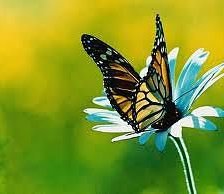 Схема вышивки «№251533»