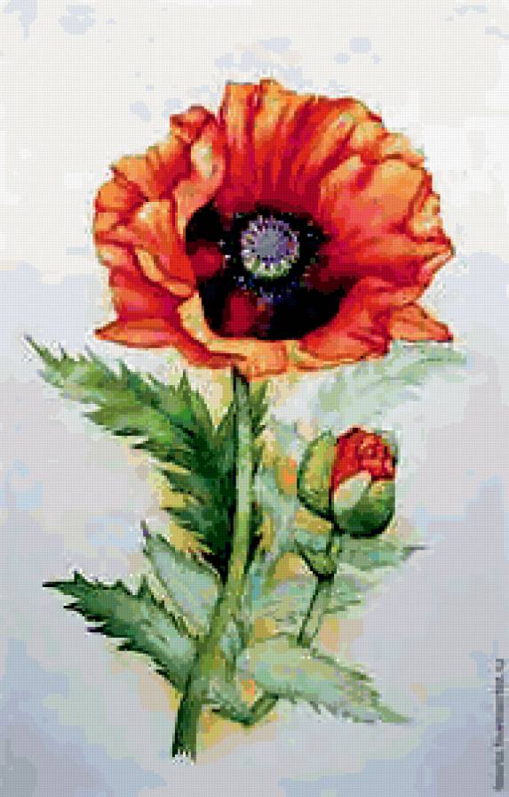 мак - цветы - предпросмотр
