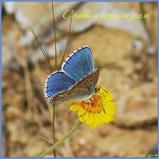 Схема вышивки «бабочка»