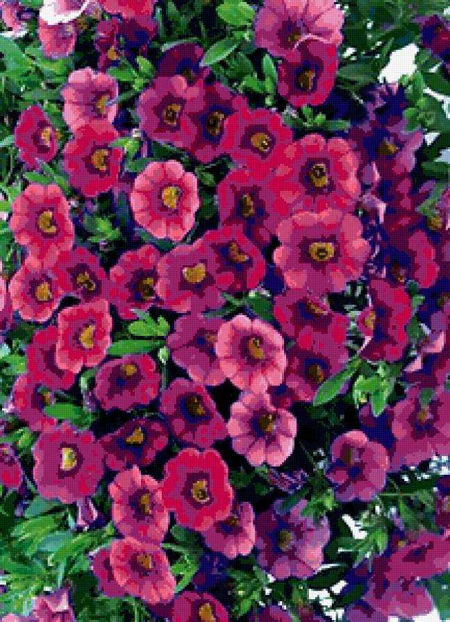 анютки - предпросмотр