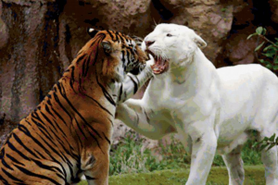 Тигриная дружба - тигр. животные, альбинос тигр, природа - предпросмотр