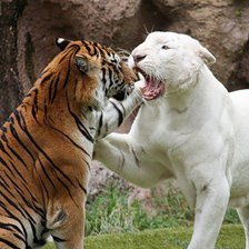 Схема вышивки «Тигриная дружба»