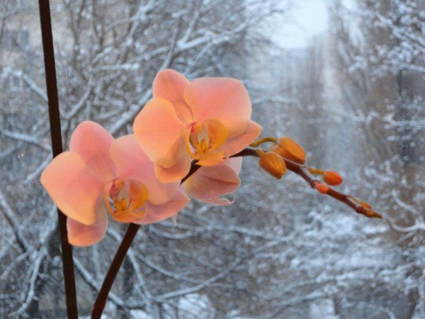 орхидея - оригинал