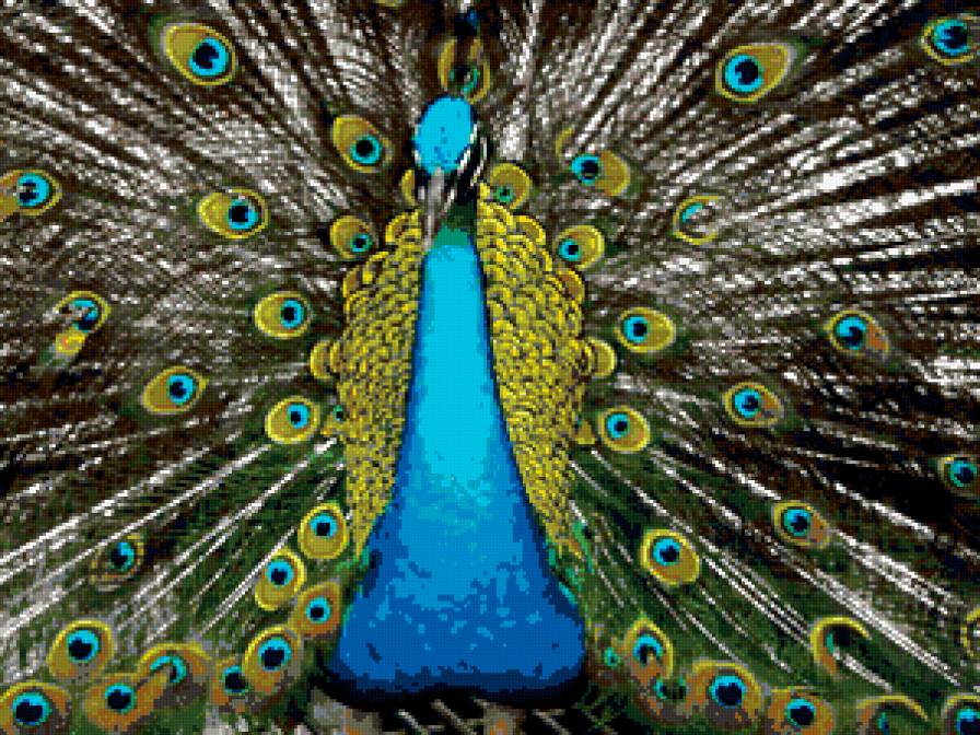 Павлин - птицы, павлин - предпросмотр