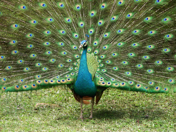 Павлин - павлин, птицы - оригинал