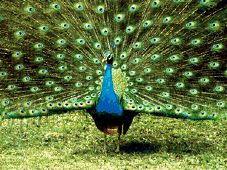 Павлин - павлин, птицы - предпросмотр