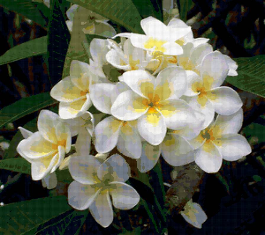 Плюмерия - цветок, цветы - предпросмотр