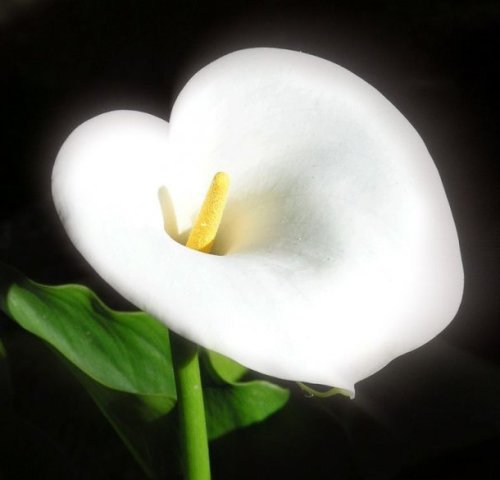 Калла - цветок, цветы - оригинал