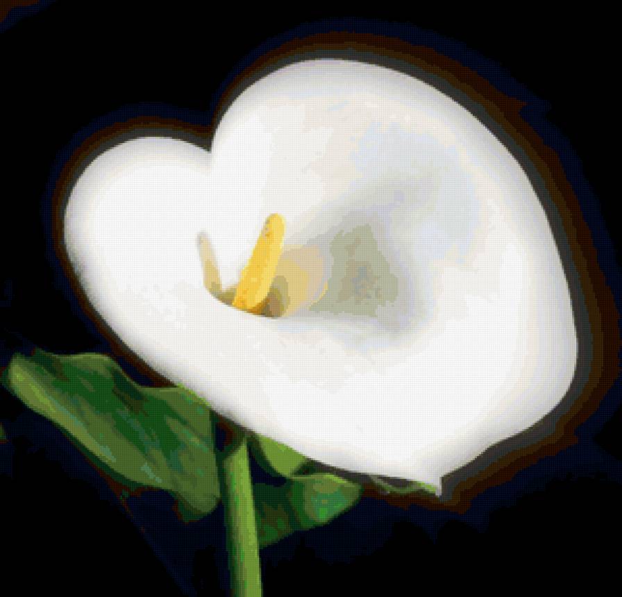 Калла - цветы, цветок - предпросмотр