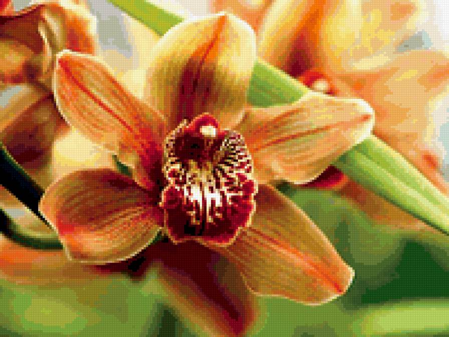 орхидея 8 - цветы - предпросмотр