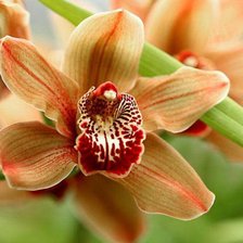 орхидея 8