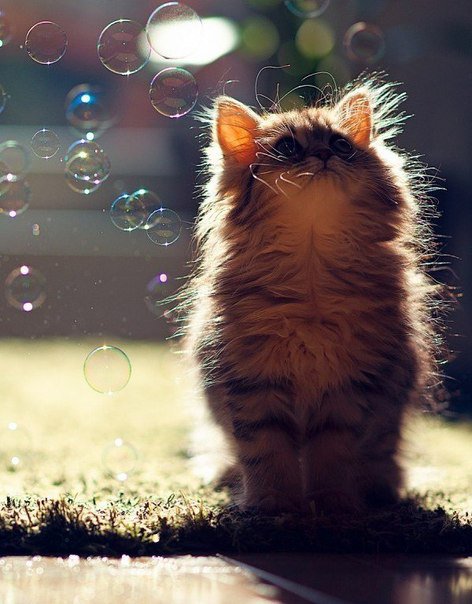 №252706 - оригинал